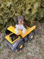 Cash, a male Dachshund for sale in Middlebury, IN – Photo 4 of 4
