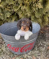 Cash, a male Dachshund for sale in Middlebury, IN – Photo 3 of 4