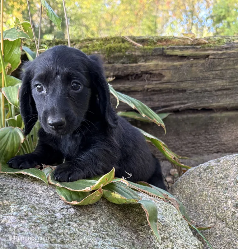 Tessa – Dachshund puppy for sale in Middlebury, IN