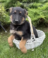 Dolly, a female German Shepherd Dog for sale in Middlebury, IN – 4 of 5