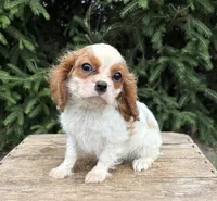 Sailor, a male Cavalier King Charles Spaniel for sale in Middlebury, IN – 3 of 4