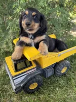 Bear, a male Dachshund for sale in Middlebury, IN – 3 of 4
