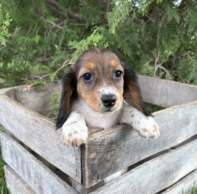 Molly  – Dachshund puppy for sale in Middlebury, IN