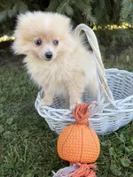 Foxy, a female Pomeranian for sale in Middlebury, IN – 3 of 4