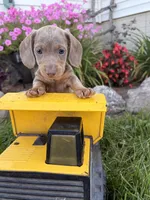 Boone, a male Miniature Dachshund for sale in Middlebury, IN – 2 of 5
