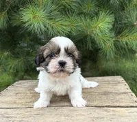 Thomas, a male Shih Tzu for sale in Middlebury, IN – 3 of 5