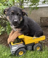 Simba, a male German Shepherd Dog for sale in Middlebury, IN – 4 of 4