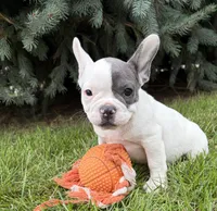 Layla, a female French Bulldog for sale in Middlebury, IN – 5 of 6