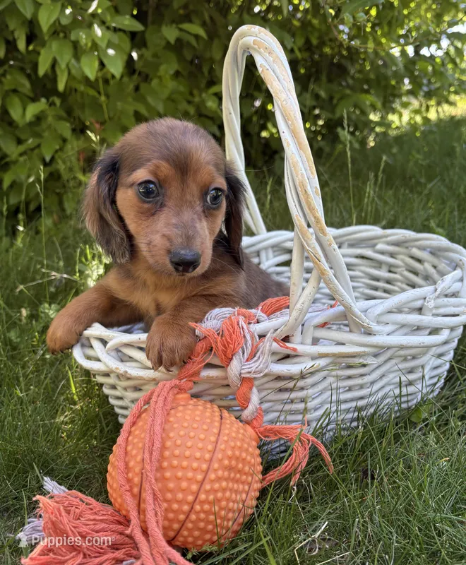 Romeo – Dachshund puppy for sale in Middlebury, IN