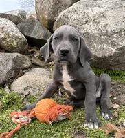 Tori, a female Great Dane for sale in Middlebury, IN – Photo 3 of 5
