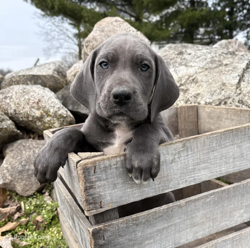 Tori – Great Dane puppy for sale in Middlebury, IN