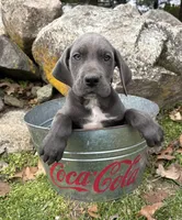 Tori, a female Great Dane for sale in Middlebury, IN – Photo 2 of 5