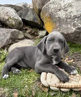 Tori, a female Great Dane for sale in Middlebury, IN – Photo 5 of 5