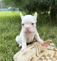 Dallas , a male French Bulldog for sale in Middlebury, IN – 3 of 5
