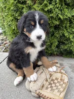 Belle, a female Bernese Mountain Dog for sale in Middlebury, IN – 4 of 4