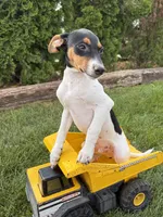 Scout, a male Jack Russell Terrier and Rat Terrier for sale in Middlebury, IN – 4 of 4