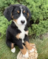 Belle, a female Bernese Mountain Dog for sale in Middlebury, IN – 1 of 4