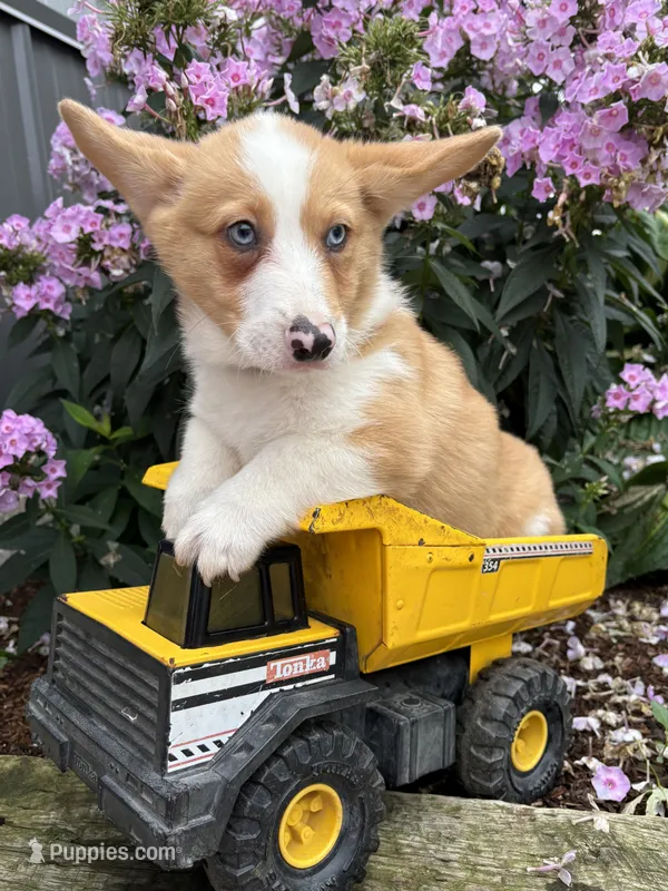 Gilbert  – Pembroke Welsh Corgi puppy for sale in Middlebury, IN