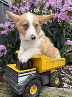 Gilbert , a male Pembroke Welsh Corgi for sale in Middlebury, IN – 1 of 4