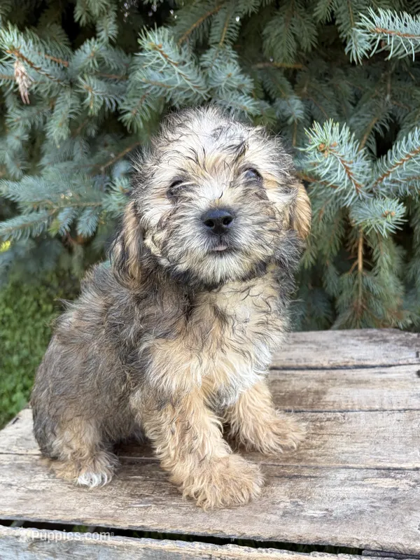Luca – Shorkie puppy for sale in Middlebury, IN