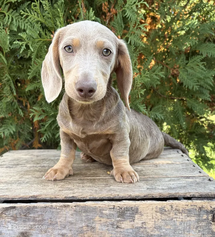 Boone – Miniature Dachshund puppy for sale in Middlebury, IN