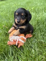 Rune, a male Dachshund for sale in Middlebury, IN – 1 of 4