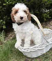 Anna, a female Miniature Goldendoodle for sale in Middlebury, IN – 3 of 4
