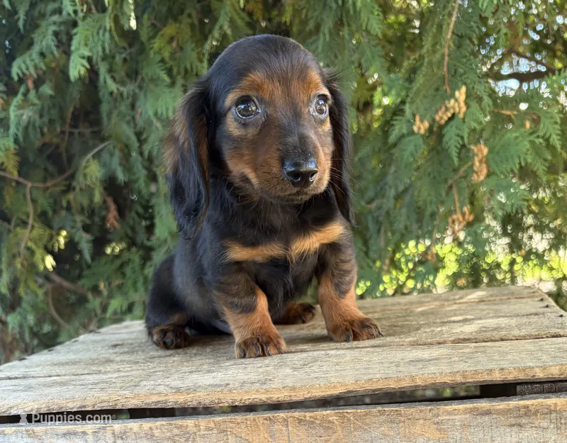 Boaz – Miniature Dachshund puppy for sale in Middlebury, IN