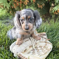 Crew, a male Miniature Dachshund for sale in Middlebury, IN – 5 of 6