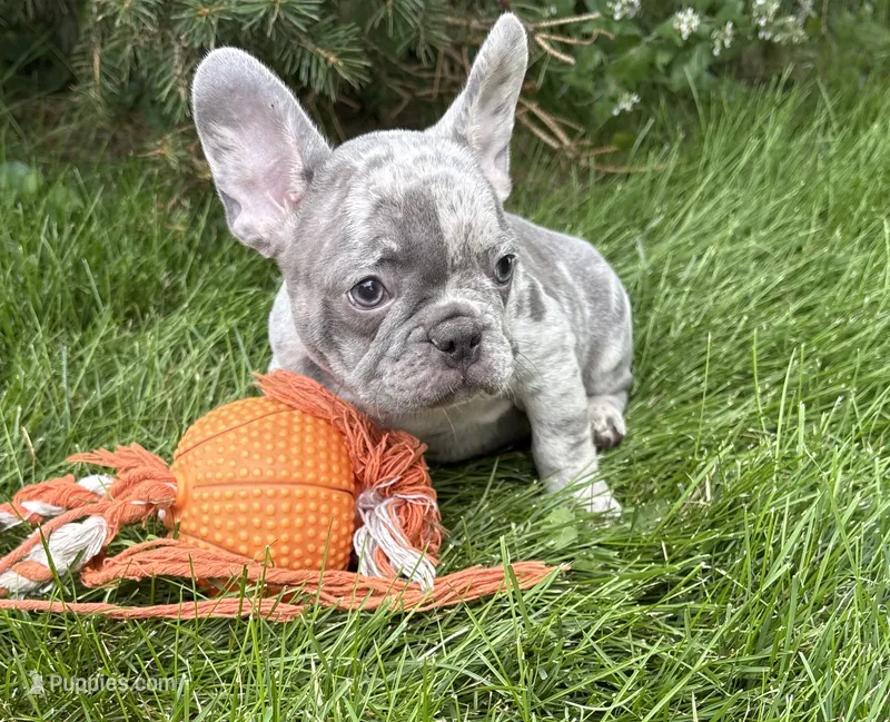 Cyrus  – French Bulldog puppy for sale in Middlebury, IN