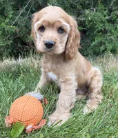 Jasper, a male Cocker Spaniel for sale in Middlebury, IN – 2 of 4