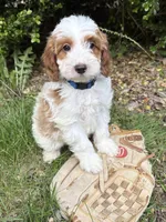Abe, a male Miniature Goldendoodle for sale in Middlebury, IN – 3 of 3