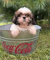 Thomas , a male Shih Tzu for sale in Middlebury, IN – 2 of 4