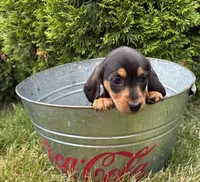 Stella, a female Dachshund for sale in Middlebury, IN – 2 of 4