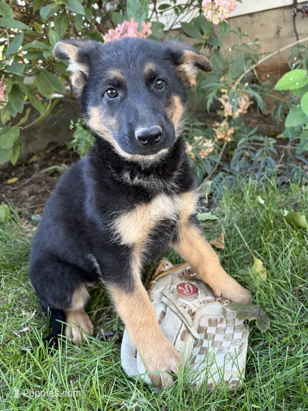Dolly – German Shepherd Dog puppy for sale in Middlebury, IN