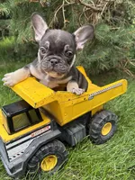 Knox, a male French Bulldog for sale in Middlebury, IN – 2 of 4