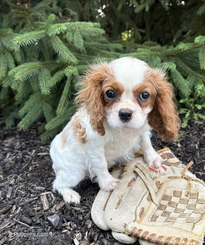 Sailor – Cavalier King Charles Spaniel puppy for sale in Middlebury, IN