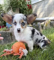 Gigi, a female Pembroke Welsh Corgi for sale in Middlebury, IN – 4 of 4