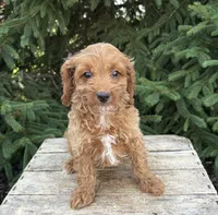Romeo, a male Cavapoo for sale in Middlebury, IN – 3 of 4