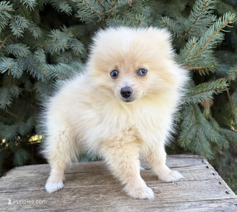 Foxy – Pomeranian puppy for sale in Middlebury, IN