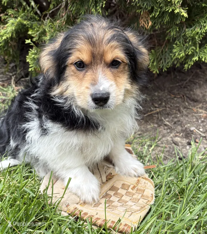 Rio – Pomeranian, Yorkshire Terrier puppy for sale in Middlebury, IN