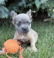 Doc fluffy, a male French Bulldog for sale in Middlebury, IN – 3 of 4