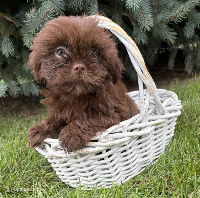 Luke – Shih Tzu puppy for sale in Middlebury, IN