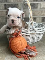 Demi, a female French Bulldog for sale in Middlebury, IN – 4 of 4