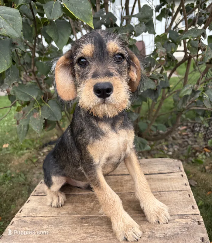 Theodore – Schnoodle puppy for sale in Middlebury, IN
