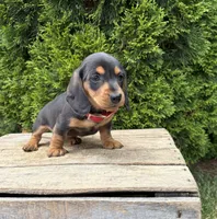 Stella, a female Dachshund for sale in Middlebury, IN – 4 of 4