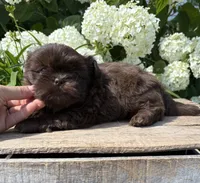 Leo, a male Shih Tzu for sale in Middlebury, IN – 3 of 4
