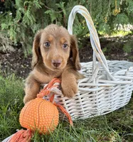 Calihan, a male Dachshund for sale in Middlebury, IN – 4 of 4