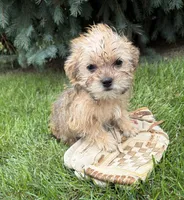 Albert, a male Morkie for sale in Middlebury, IN – 5 of 5