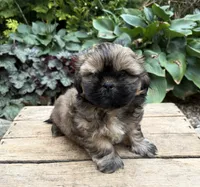 Cooper, a male Shih Tzu for sale in Middlebury, IN – 3 of 5